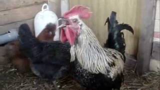 Death Metal Rooster joins Cannibal Corpse