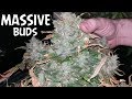 HARVESTING THE BIGGEST BUDS OF MY LIFE