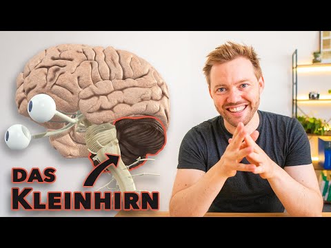 Unser Kleinhirn: Anatomie einfach erklärt
