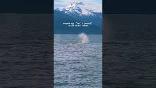 Take me back to Alaska! One of our favorite trips! #alaska #alaskancruise #alaskaadventures