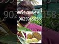 Durian Fruit Plant Msprosegarden Gardening Fruitplants Exotic Fruit Collection