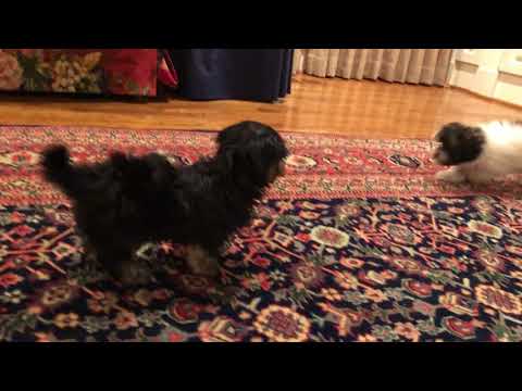 Daisy has a beautiful, cotton soft textured coat. Her dad is 5.5 lbs and her mom is 7.5 lbs
