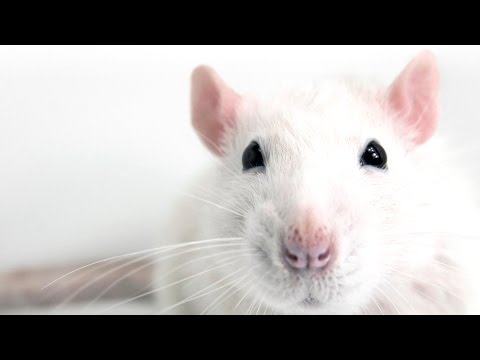 Eternal Sunshine of the Spotless Rat Mind?