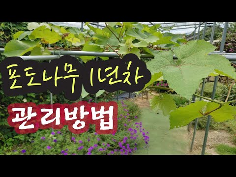 , title : '포도나무 1년차 관리방법 #수형잡기 #전지법 #끝순 제거 #방제방법'