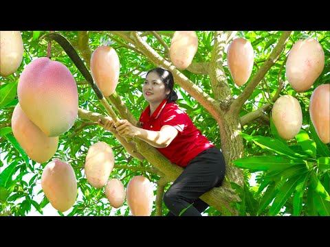 Countryside Life of a Woman 🌿 Harvesting Giant Australian Mangoes & Selling at Market | Farm 4K