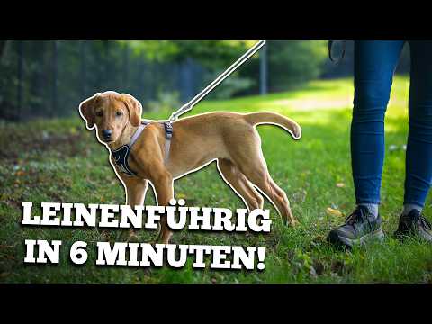 Does your dog pull on the leash? - Leash training for puppies
