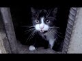 Beautiful Cat Meowing Every Morning