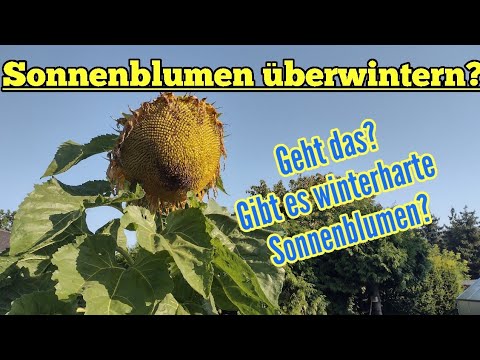 , title : 'Sonnenblumen überwintern geht das überhaupt Gibt es winterharte Sonnenblumen'