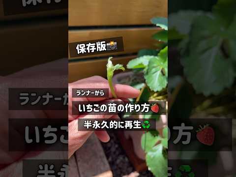 DIYのイチゴタワーをポットで育てる方法