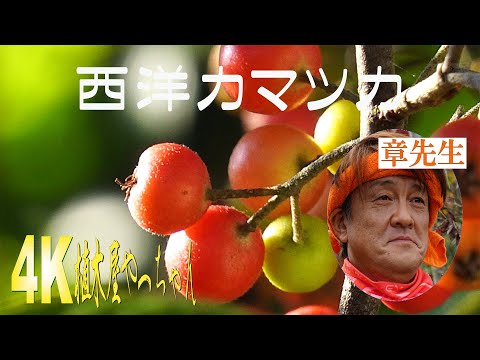 アロニア・メラノカルパ（黒い果実のチョークベリー）をいつ、どのように植えるのですか？  庭園