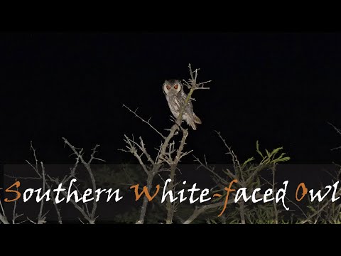Southern White-faced Owl (Ptilopsis granti) Bird Call