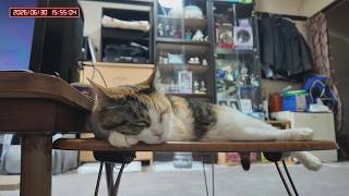 三毛猫フミちゃん　 LIVE配信　2026年6月30日