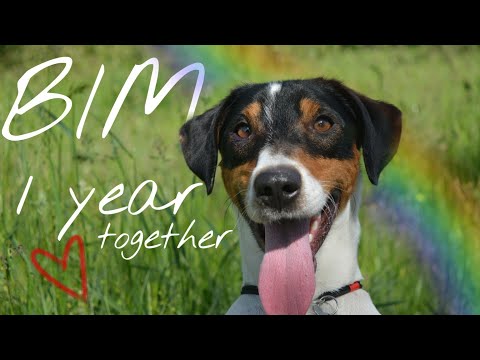 Jack Russell Terrier Bim 1 year 💞