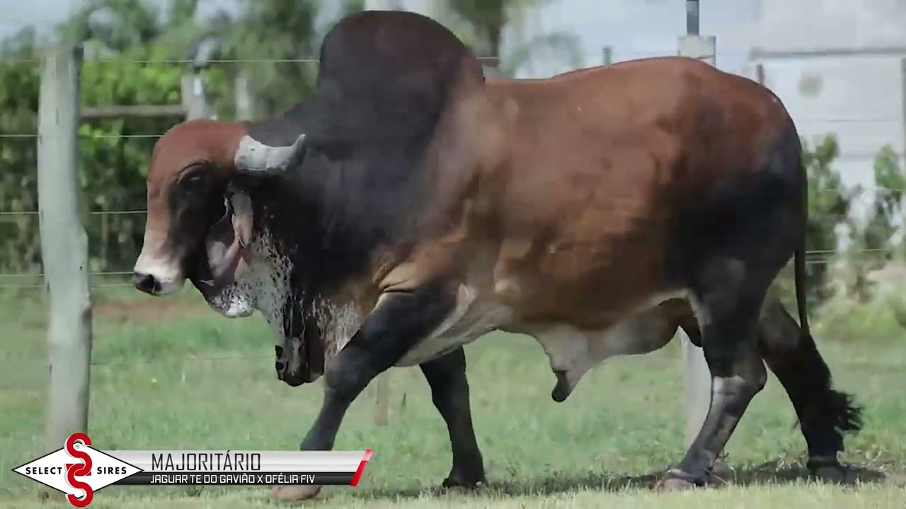 Vídeo MAJORITÁRIO FIV WAD