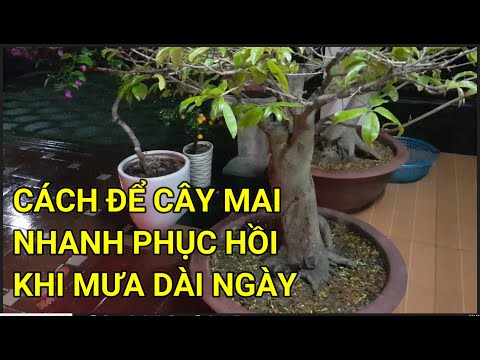 🔴 QBS23374 - GIỮ BẦU ĐẤT KHÔ ĐỂ CÂY MAI NHANH PHỤC HỒI BẬT MẦM | CÁCH PHỤC HỒI CÂY VÀNG MAI SAU TẾT