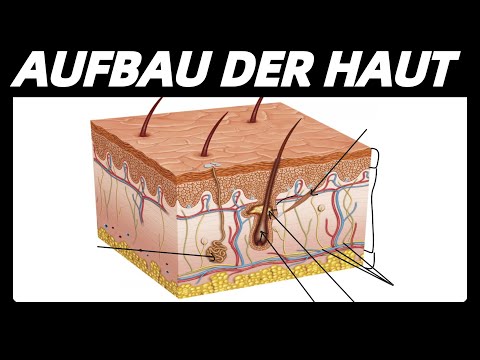 DIE HAUT Aufbau und Funktionen