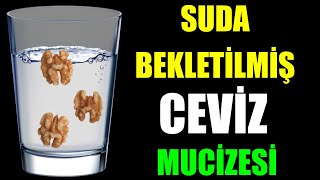 SUDA BEKLETİLMİŞ CEVİZ MUCİZESİ