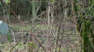Rare white deer - west country UK