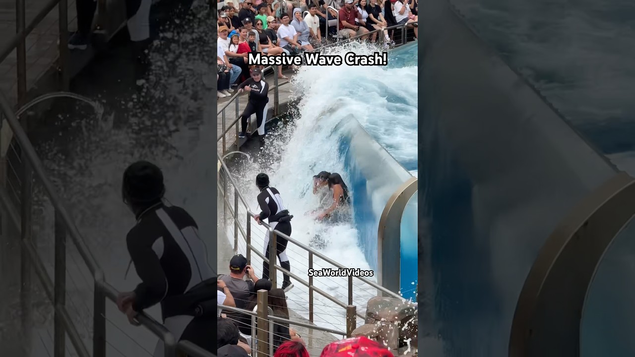 Massive Orca Whale Wave Crash on Guests! 🐳 #seaworld #funny #orca #killerwhale #orcaencounter
