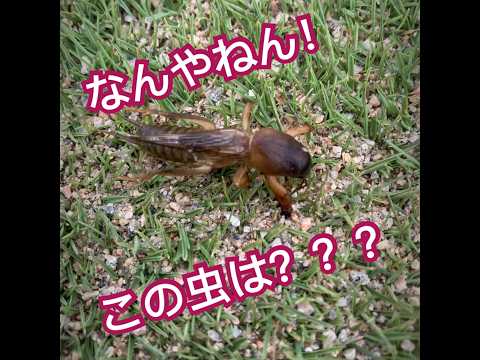 芝生に幼虫がいるかどうかはどうやってわかりますか?特定、治療、予防  庭園