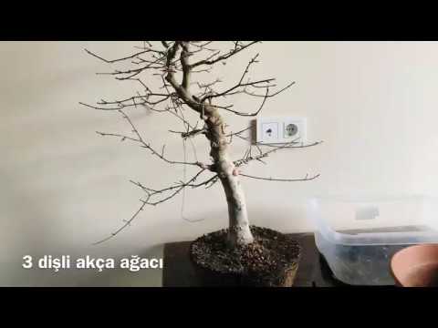 Bonsai acer buergerianum - repotting - ata recai bonsai world