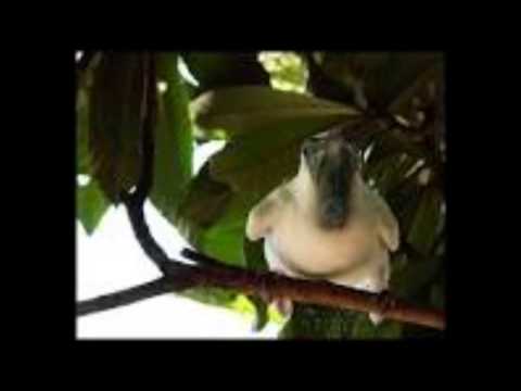 Pajaro campana de Palo Santo