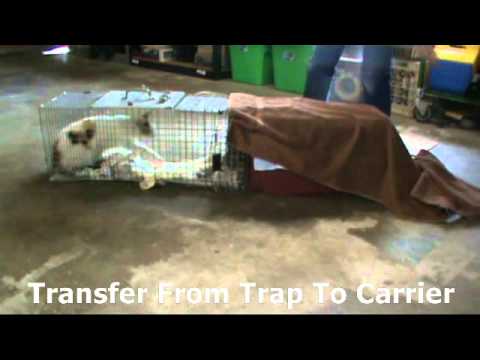 Feral Cat Transfer From Trap To Carrier