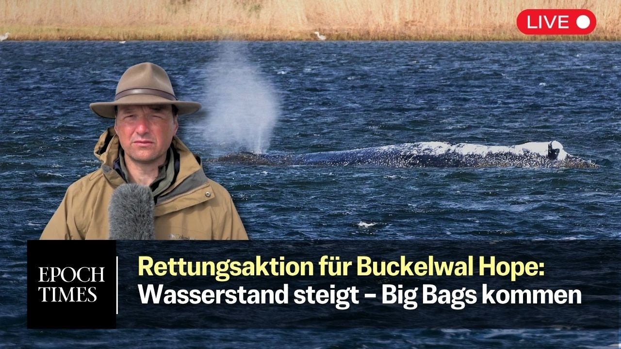 Rettungsaktion für Timmy-Hope: Offenbar grünes Licht für neues Rettungskonzept