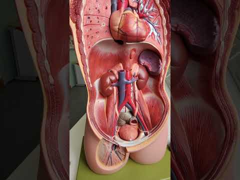 Where are the kidneys? #anatomy