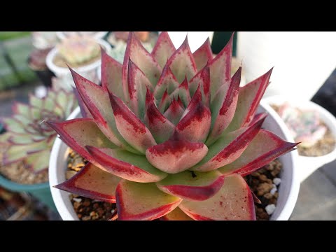 園芸 エレガントなエケベリア