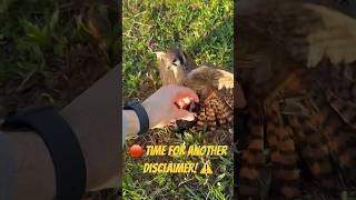 Download lagu BURUNG JALAK ADALAH SPESIES INVASIF (BUKAN ASLI AMERIKA SERIKAT)! -Hormat kami, semua burung Amerika mp3