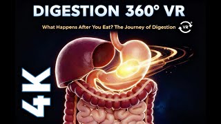 What Happens After You Eat? The Journey of Digestion, 360 VR