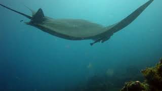 Manta Rays in Byron Bay