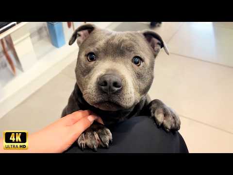 The Most Polite and Incredible Dogs You’ll Ever See 🐶 Cute Dog Videos