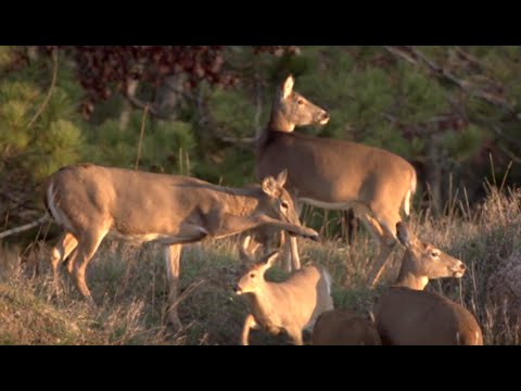 Doe Hunting Strategies for the Early Archery Season