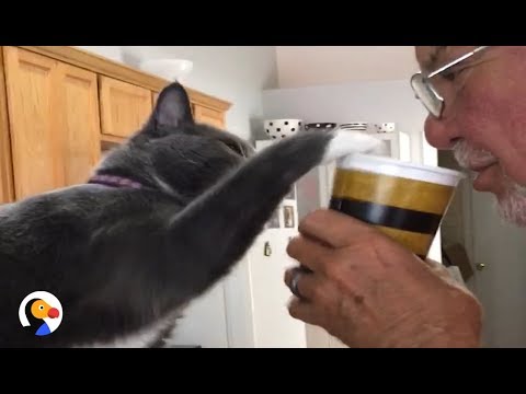 Cat Won't Let Dad Drink Coffee | The Dodo