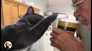 Hilarant! Ce chat empêche son maître de boire son café