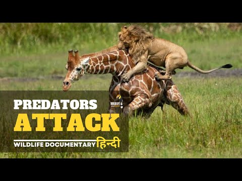 Wildlife Telecast • हिन्दी डॉक्यूमेंट्री