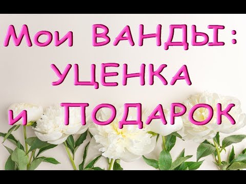 Мои ВАНДЫ:УЦЕНКА и ПОДАРОК,состояние на сегодня.ОРХИДЕИ.