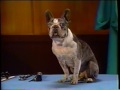 Sesame Street Wegman S Dogs Eye Exam