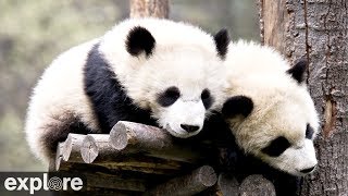 Webcam Live  Pandas in Shenshuping Gengda Panda Center in China