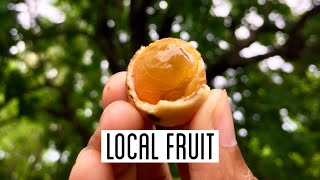 preview picture of video 'Kesambi Fruits | Liae Village - Havu (Savu) Island'