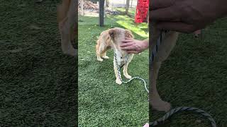 Video preview image #1 Mutt Puppy For Sale in Pasadena, CA, USA