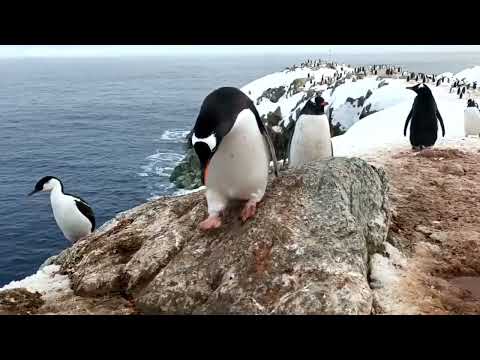 Moment Male Penguin Steals Stones From Other Nest To Impress Female Before Two Fight