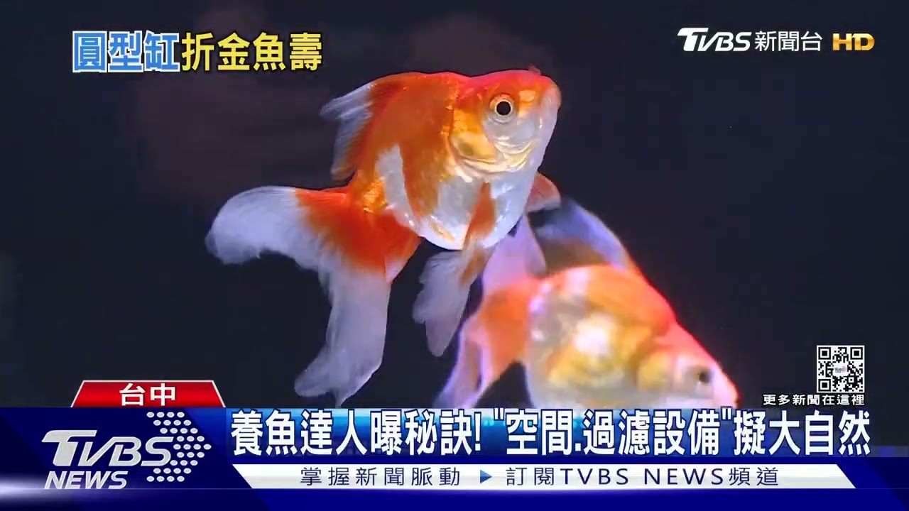 圓形缸養金魚害短命? 法國寵物商不再販售