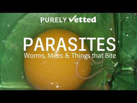 The Poultry Doc & Purely Chickens break down parasites. What to treat with, when and how.