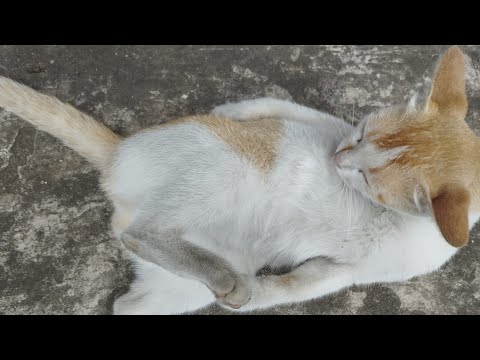 playing cuddling with my cutieCat pajju eka paji #cats #viralvideo #dailyvlog #catlover #domesticcat
