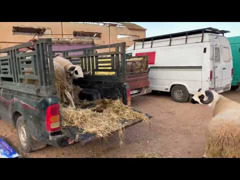 , title : 'Domba Maroko sanget super beratnya lebih dari 150kg'