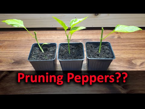 Starting Pepper Seeds Indoors How When and Why Part 1 of 3