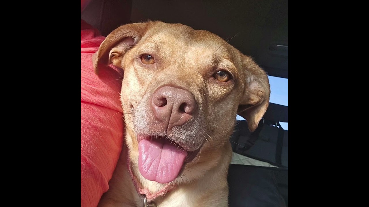 Enlarge Stella, a Adoptable mixed breed in Kansas City, MO video 6/6